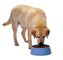Cão Cat Food da extrusora da máquina de processamento dos alimentos para animais de estimação garantia de 1 ano