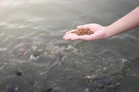 Máquina de secagem de flutuação da pelota do secador da alimentação da farinha de peixes da extrusora da alimentação dos peixes de Dsp 70